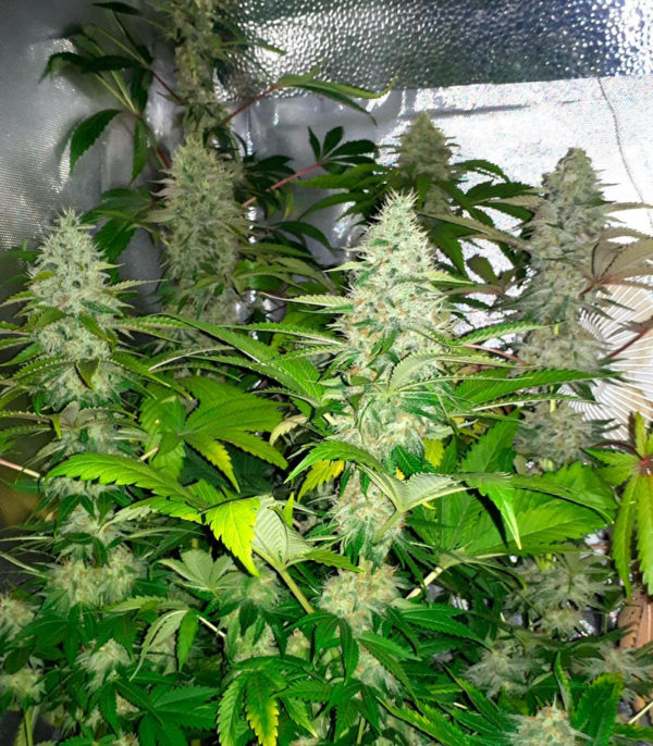 Grandaddy Purple fem (Blimburn Seeds) семена конопли — изображение 2