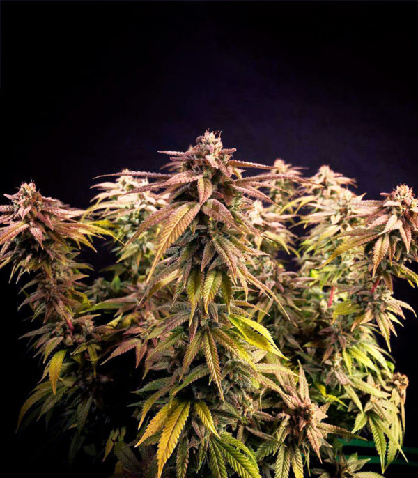 Grandaddy Purple fem (Blimburn Seeds) семена конопли — изображение 4
