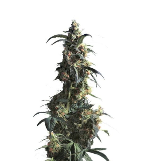 Domina Haze fem (Kannabia Seeds) семена конопли