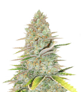 Семена сорта Monster Gelato Auto fem (Monster Genetics)