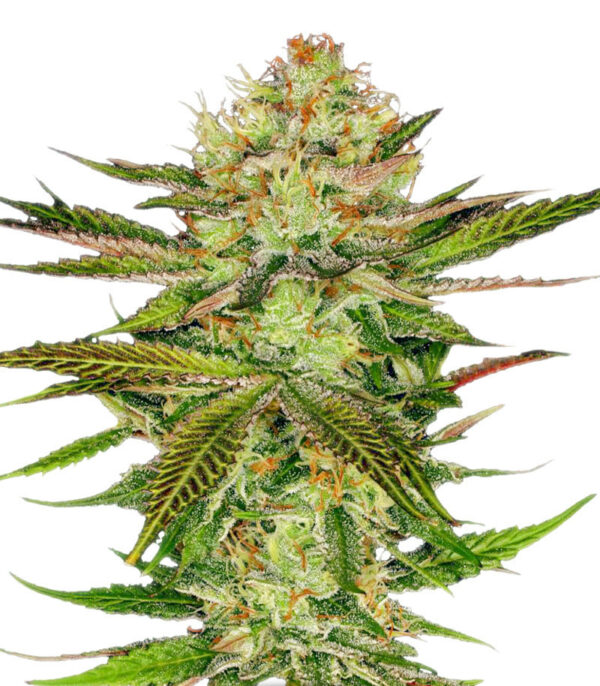 Семена сорта Chocolate Wafflez fem (Paradise Seeds)