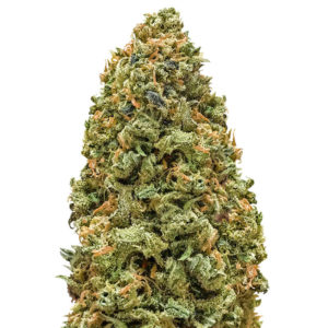 Семена сорта Bruce Banner fem (Monster Genetics)