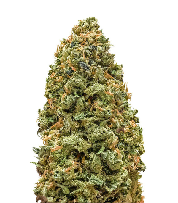 Семена сорта Bruce Banner fem (Monster Genetics)