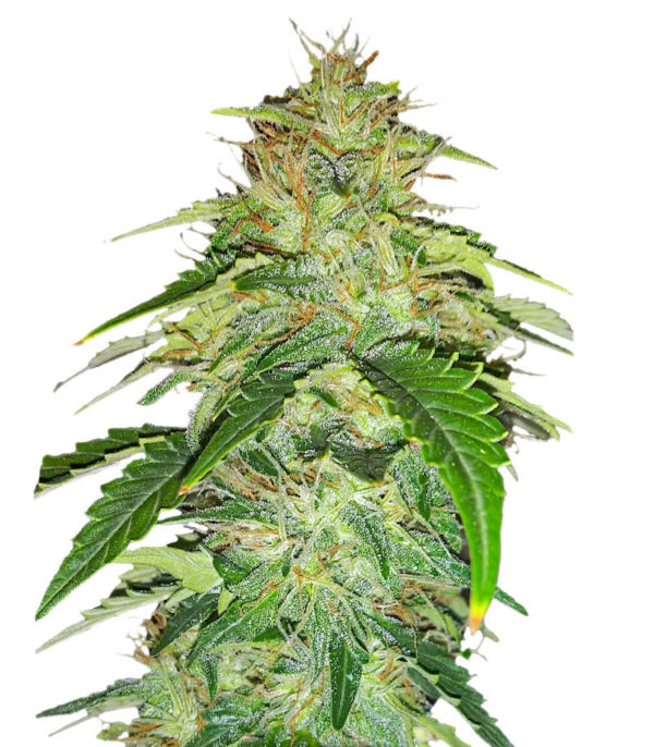 Семена сорта Original Auto Russian fem (FastBuds)