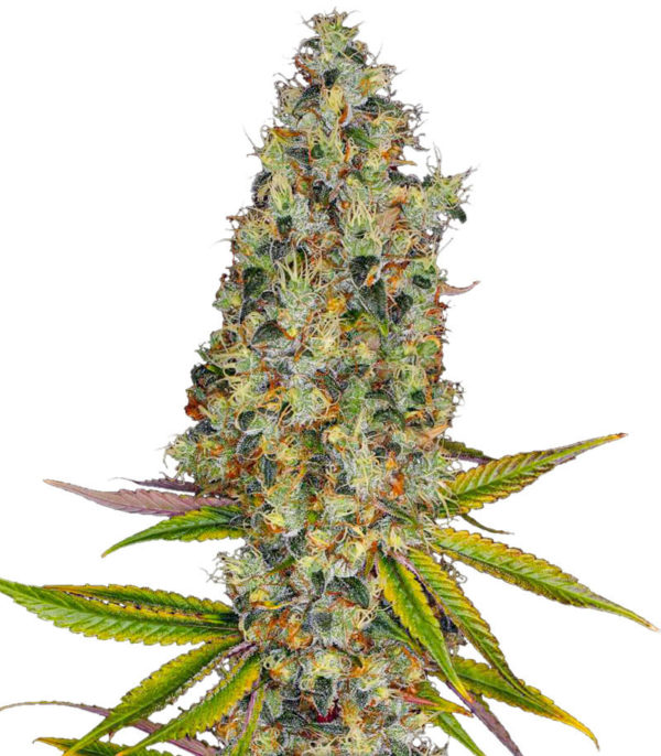 Семена сорта Rainbow Road fem (Paradise Seeds)