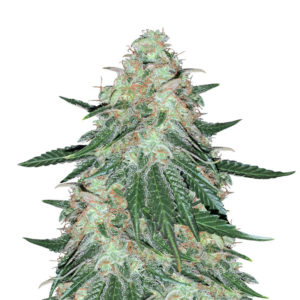 Семена сорта Sweet ZZ fem (Sweet Zkittlez) (RQS)