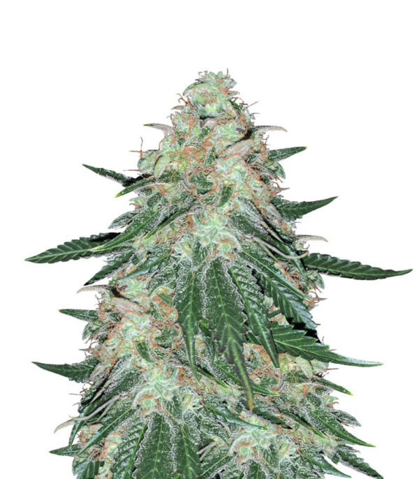 Семена сорта Sweet ZZ fem (Sweet Zkittlez) (RQS)