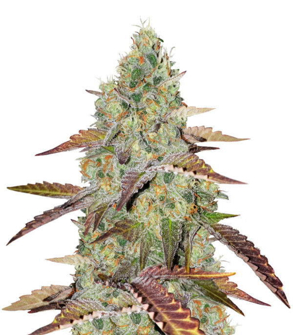 Grandaddy Purple fem (Blimburn Seeds) семена конопли
