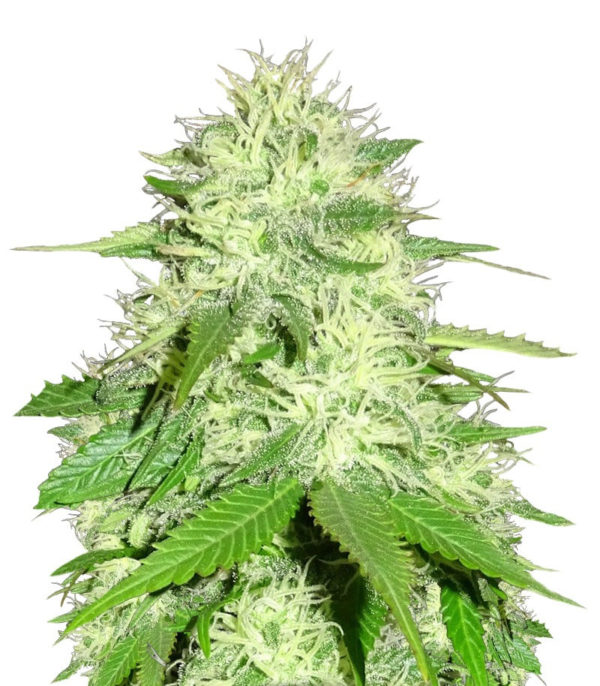 Appleberry fem (Sumo Seeds) семена конопли