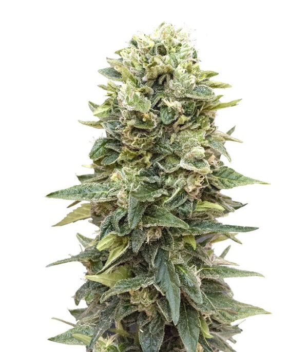 Auto Afghan Mass fem (00 Seeds) семена конопли