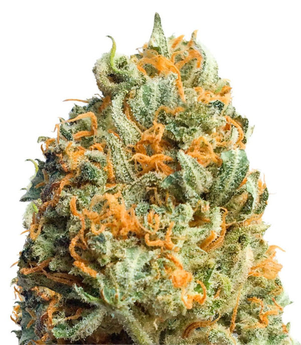 Fully Loaded Auto fem (Heavyweight Seeds)