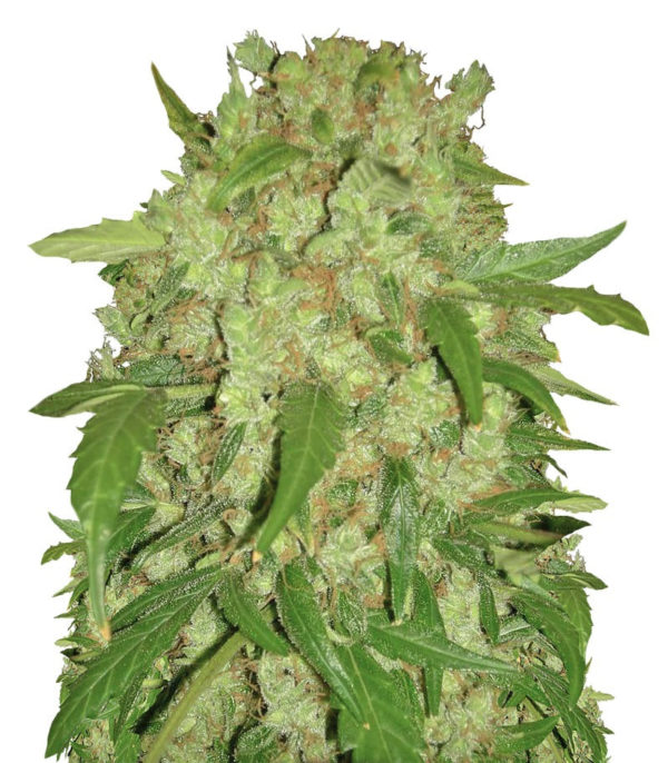 Auto Wembley fem (Pyramid Seeds)