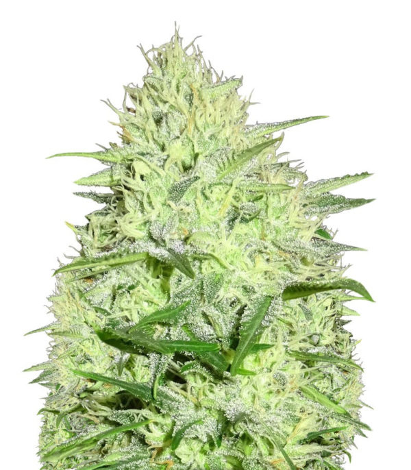 Berries & Cheese fem (Sumo Seeds) семена конопли