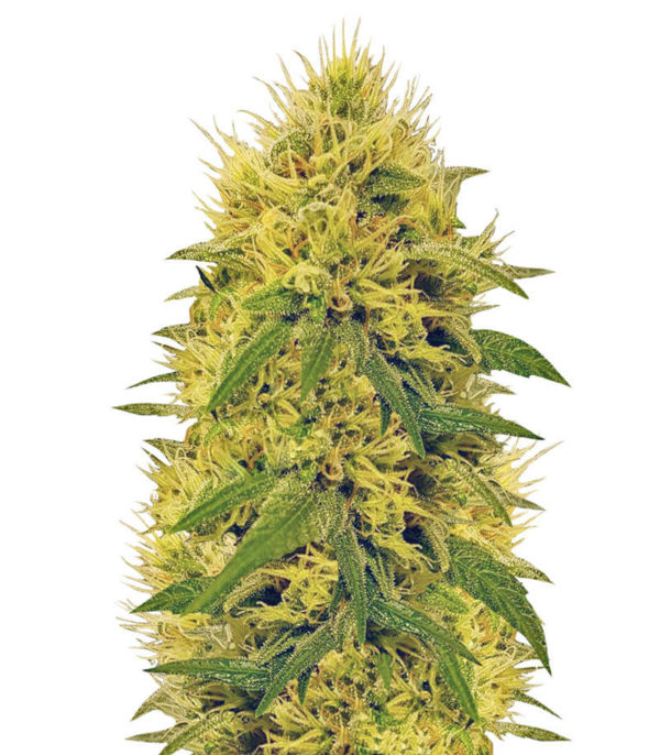 Big Bud fem (Vision Seeds) семена конопли