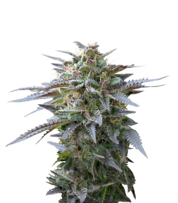 Blue Mystic fem (RQS) семена конопли
