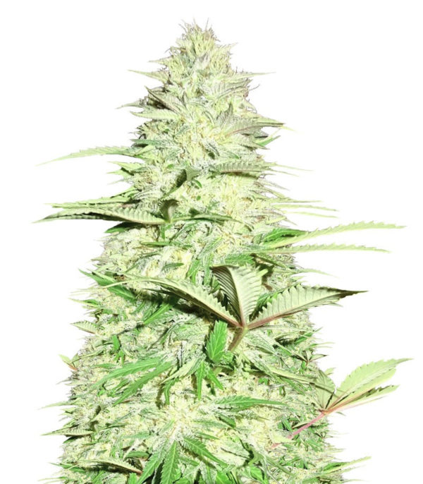 Blue Nitro Haze fem (Sumo Seeds) семена конопли