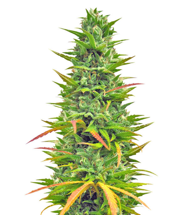 Choco Bud fem (Vision Seeds) семена конопли