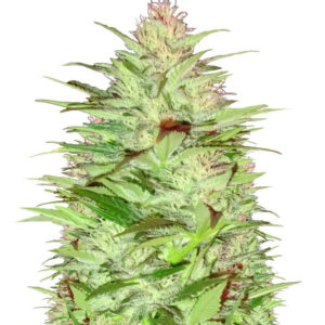 Critical Chronic fem (Sumo Seeds) семена конопли
