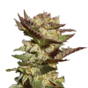 Семена сорта Durga Mata fem (Paradise Seeds)
