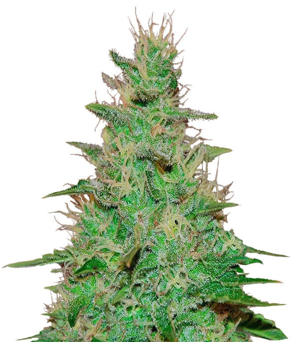 El Alquimista Auto fem (Samsara Seeds) семена конопли