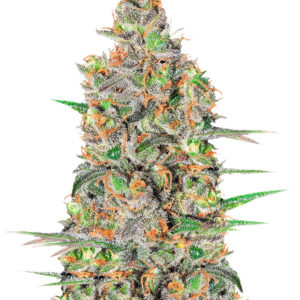 Green Love Potion fem (Samsara Seeds) семена конопли