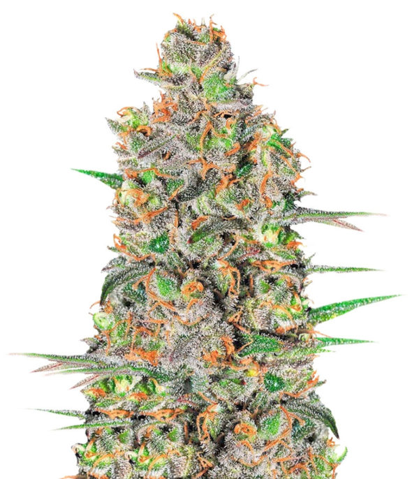 Green Love Potion fem (Samsara Seeds) семена конопли