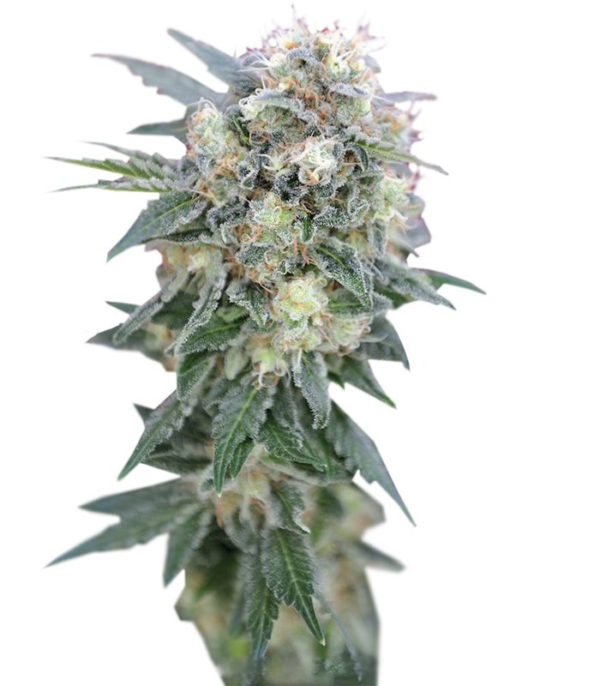 Ganesh regular (Mandala Seeds) семена конопли