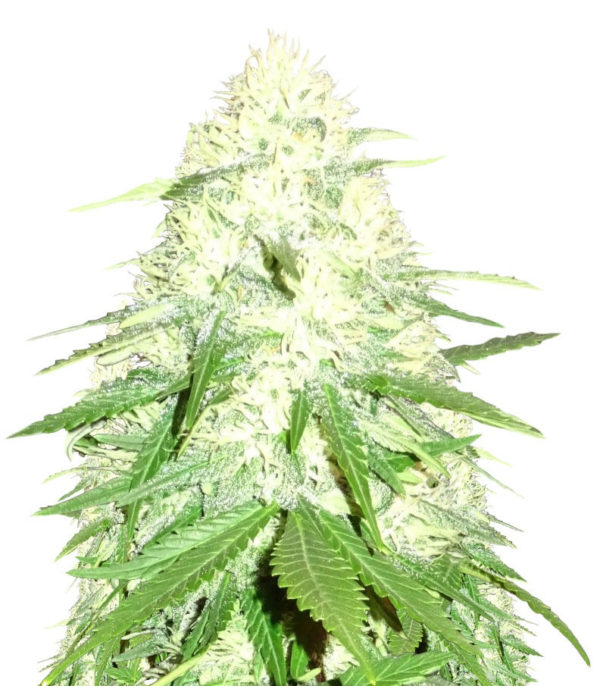 Green Mango Kush fem (Sumo Seeds) семена конопли