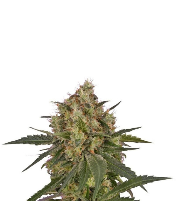 Ice fem (RQS) семена конопли