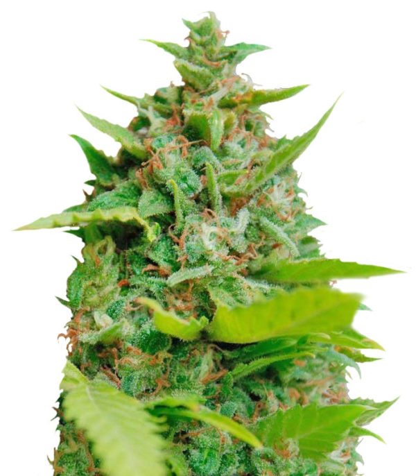 Kiss Dragon fem (Samsara Seeds) семена конопли