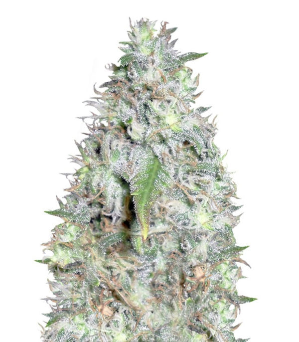 Семена сорта Kali's White Shadow fem (KFC Seeds)