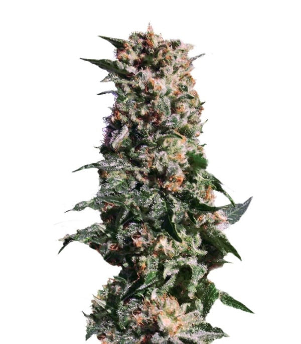 La Blanca fem (Kannabia Seeds) семена конопли