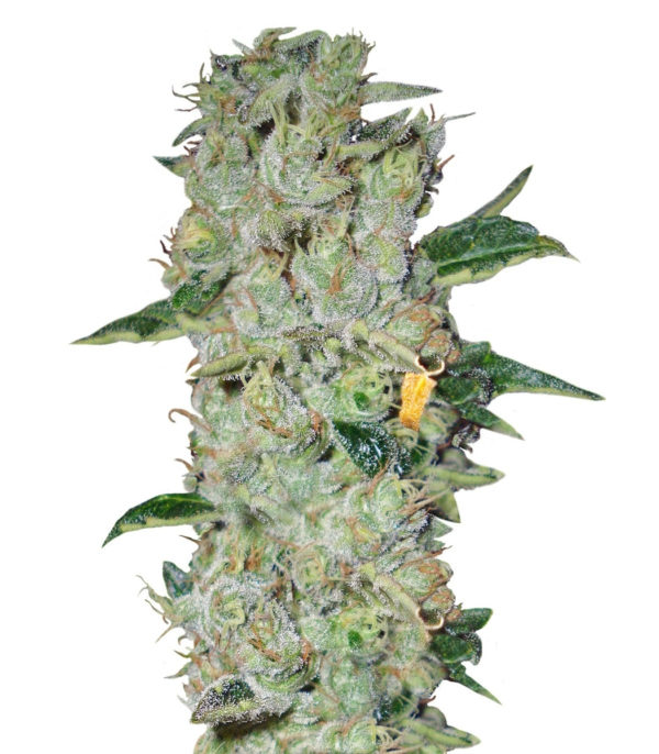 Northern Lights regular (Nirvana Seeds) семена конопли