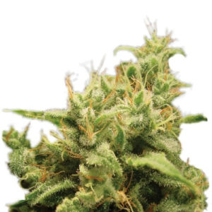 Семена сорта Opium fem (Paradise Seeds)