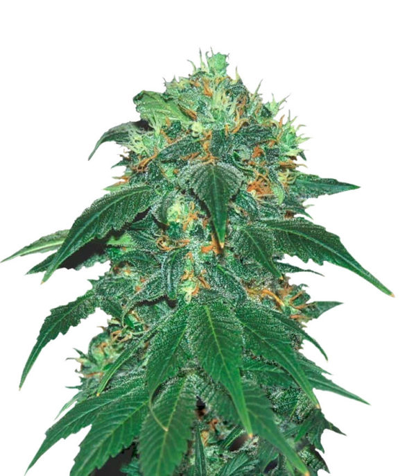 Punky Lion fem (Samsara Seeds) семена конопли