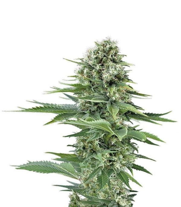 Power Flower fem (RQS) семена конопли