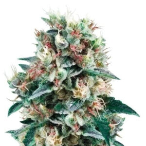 Royal Creamatic auto fem (RQS) семена конопли