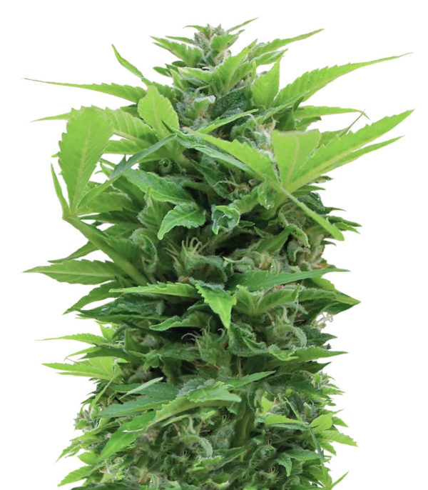 Shot Adrenaline auto fem (Samsara Seeds) семена конопли