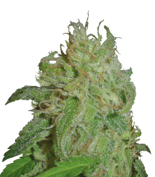 Sweet Black Angel fem (Samsara Seeds) семена конопли