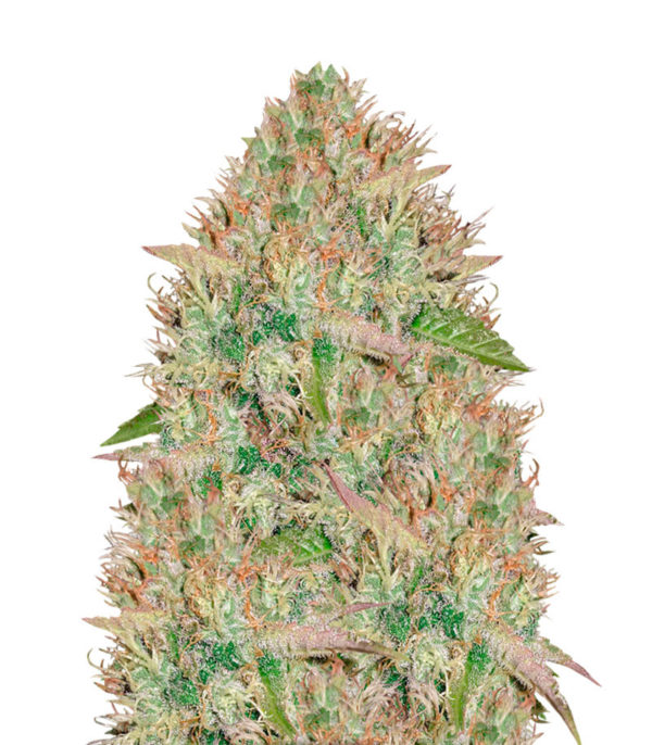 Silver Haze fem (Vision Seeds) семена конопли