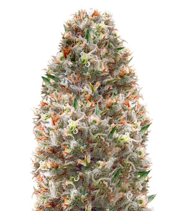 Supreme Lemon fem (Vision Seeds) семена конопли