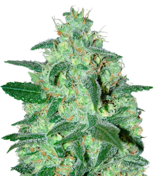 Thunder Bloody Mary auto fem (Samsara Seeds) семена конопли