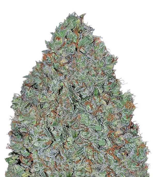 Cinderella's fem (Sumo Seeds) семена конопли