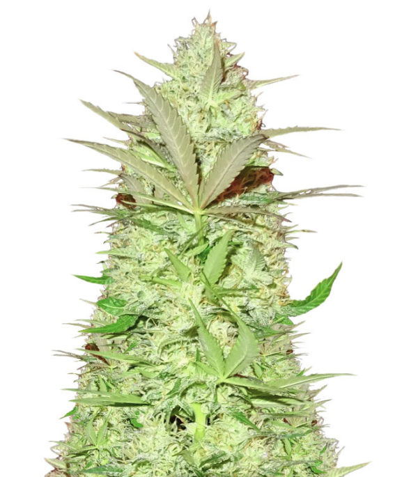 Ultimate AK fem (Sumo Seeds) семена конопли
