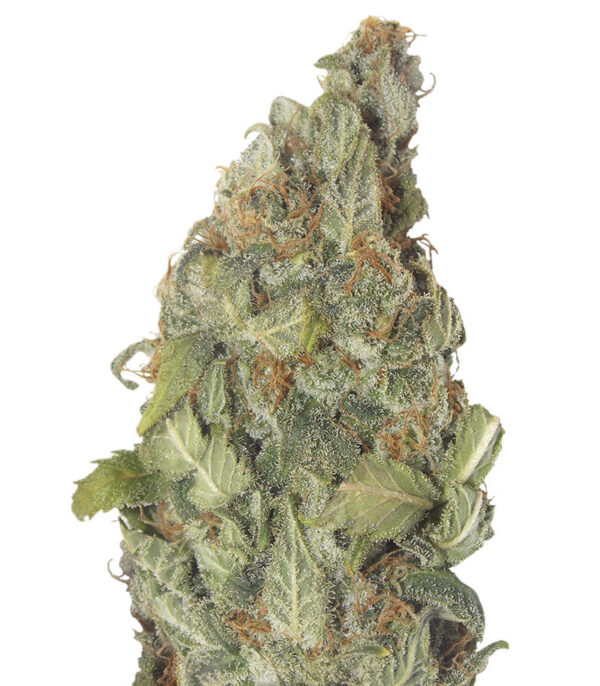 Vision Critical Auto Fem (Vision Seeds) семена конопли