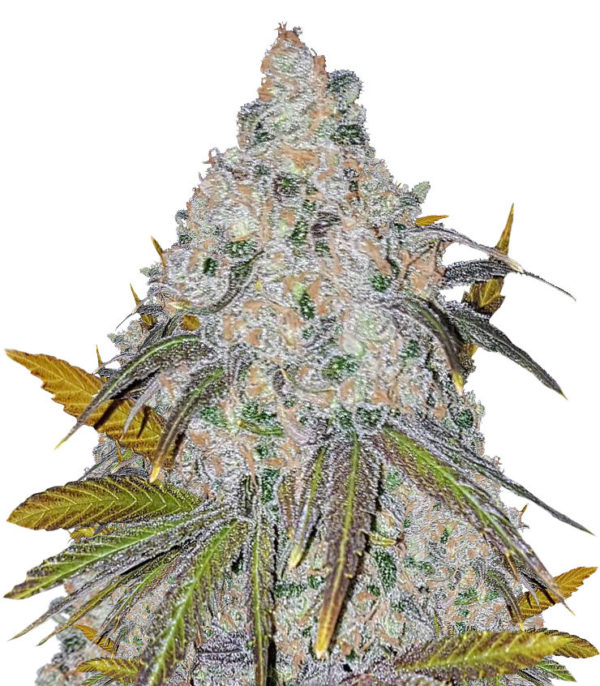 White Caramel Cookie fem (Sumo Seeds) семена конопли