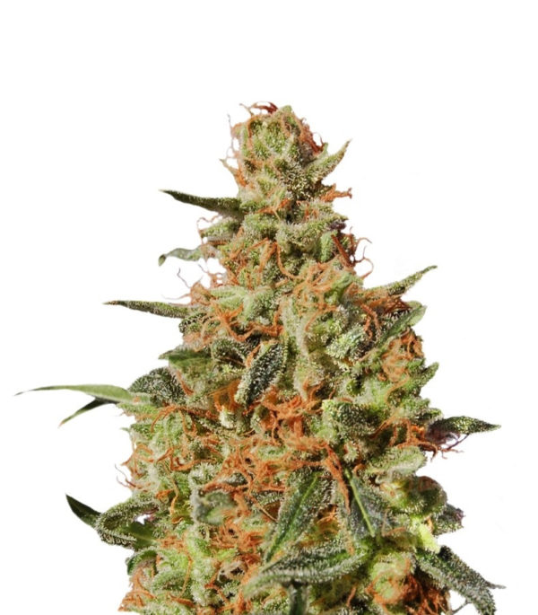 White Domina fem (Kannabia Seeds) семена конопли