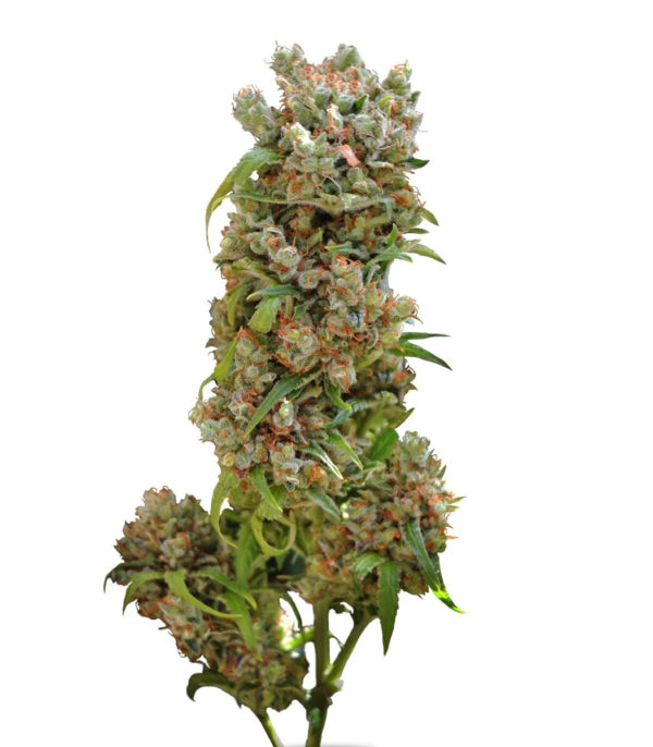 Семена сорта White Spanish fem (VIP seeds)