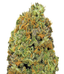Wipeout Express auto (Heavyweight Seeds) семена конопли