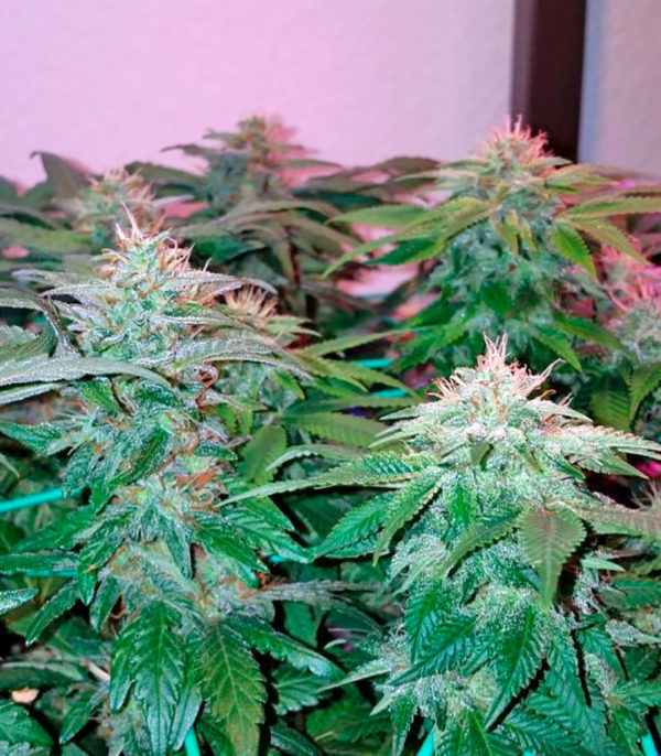 Семена сорта Afgooey fem (Strain Hunters) — изображение 6